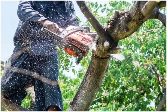 tree services Dry Tavern